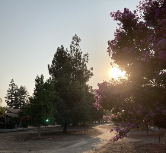 Reference photo path with trees