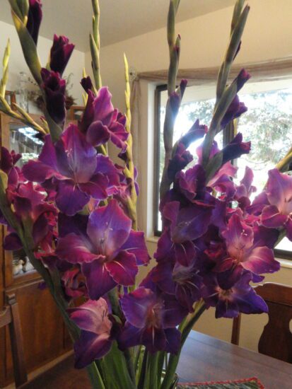 Window, Gladiolus Flowers