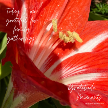 Orange lily with the text" Today I am grateful for family gatherings"