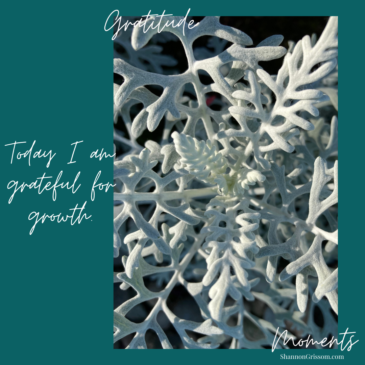 Dusty Miller with the text "Today I am grateful for new growth"
