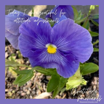 Pansy with text Today I am grateful for attitude adjustments.