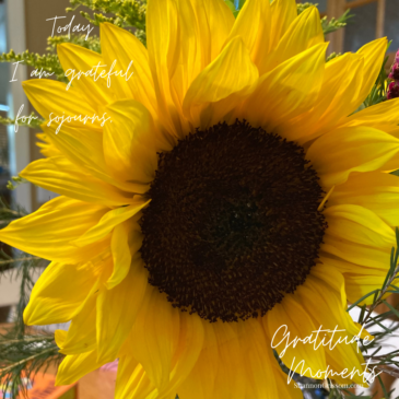 Sunflower with books in the background