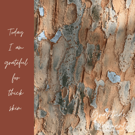 Elm bark close up