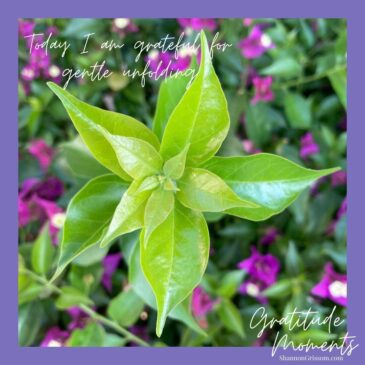 Bougainvilla leaf and text, "Today I am grateful for gentle unfolding and gratitude moments"