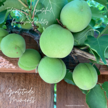 Green apricots hanging over a fence with the text "Gratitude Moments Today I am grateful for dependability"