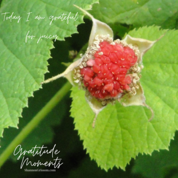 Thimbleberry With the text "Gratitude Moments Today I am grateful for juicy"
