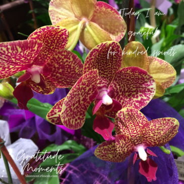 Colorful assorted orchids with the text "Gratitude Moments Today I am grateful for kindred spirits"