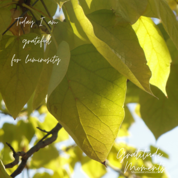 Leaves, branches with the text "Gratitude Moments Today I am grateful for luminosity"