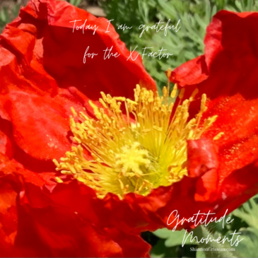 Orange poppy with the text "Gratitude Moments Today I am grateful for the X-Factor"