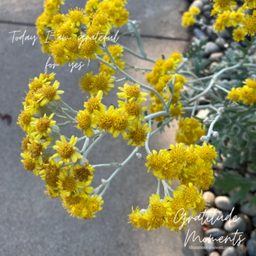 Yellow Dusty Miller blooms with the text "Gratitude Moments Today I am grateful for yes"