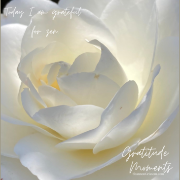 White Rose with the text "Gratitude Moments Today I am grateful for zen"