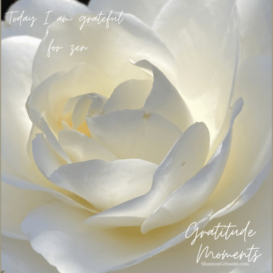 White Rose with the text "Gratitude Moments Today I am grateful for zen"