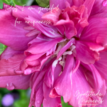 Pink magenta azalea with the text today I am grateful for uniqueness