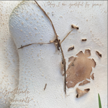 Mushroom close up and twigs with the text today I am grateful for peace, gratitude moments, Shannon Grissom.com