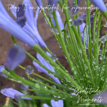 Agapanthus with water drops and the text today I am grateful for rejuvenation