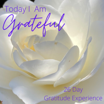 Today I Am Grateful 26 Day Gratitude Experience with white rose