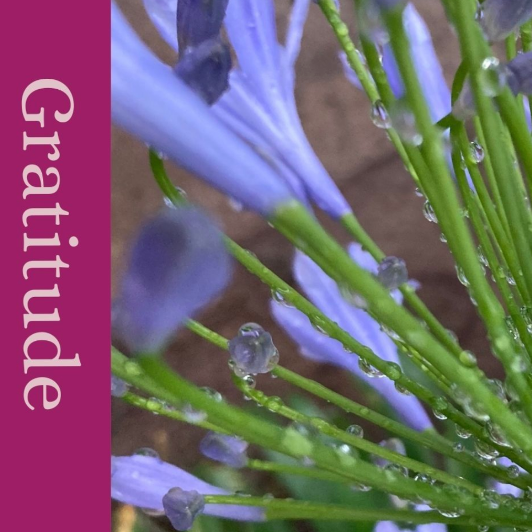 Agapanthus with the text Gratitude
